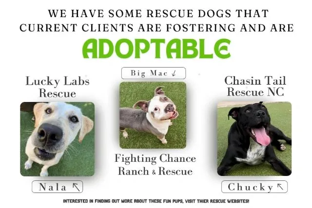 some local rescue dogs that current clients are fostering and are adoptable