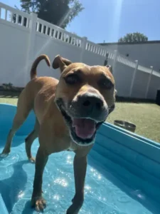 Dog playing in a kid's swimming pool