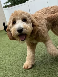 Dog having fun outside in a playgroup