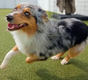 Dog enjoying outdoor play during a stay at One Lucky Pup