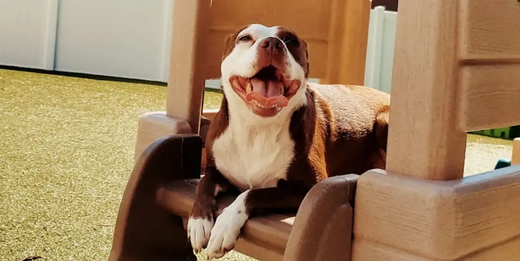 Dog sitting in a play structure during daycare at One Lucky Pup