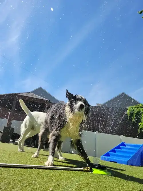 Daycare dog playing in the sprinklers