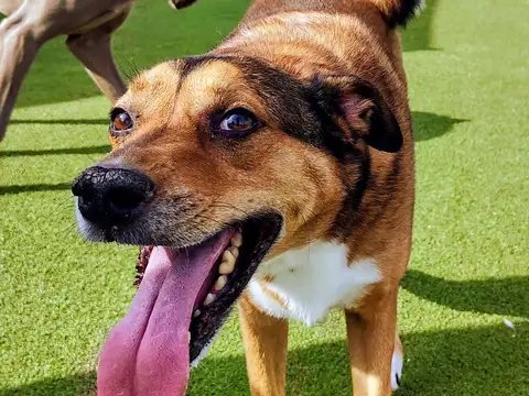 Dog playing outside at One Lucky Pup daycare