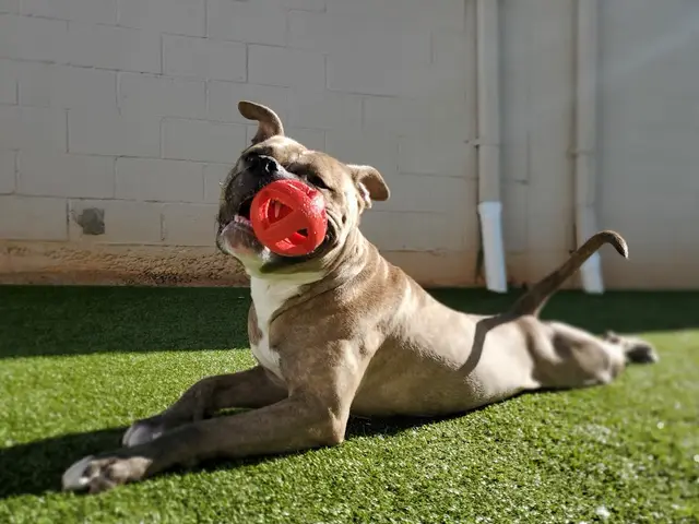 Dog lying down and playing with a red ball