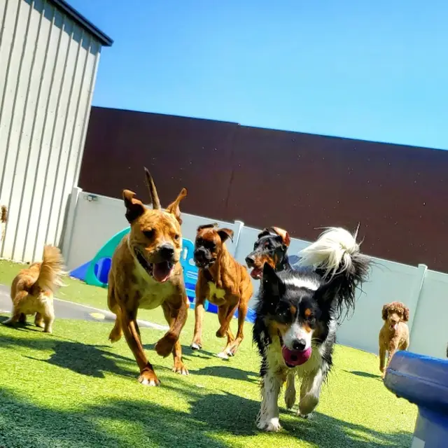 Dogs running during daycare at One Lucky Pup