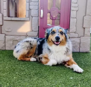 Dog calm and layout outside near a play house