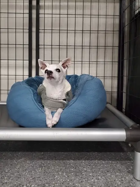 Small dog resting in a blue bed on a raised cot inside a One Lucky Pup boarding enclosure