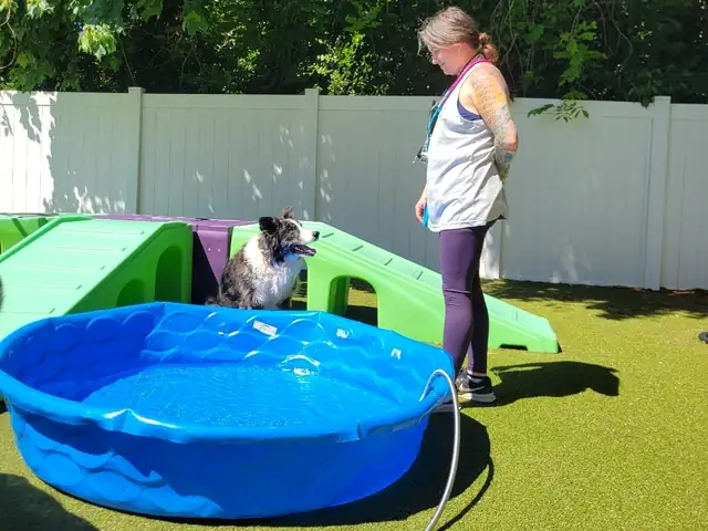 One Lucky Pup team member supervising a dog near the outdoor pool at the Charlotte location
