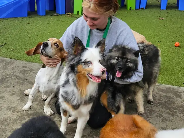 One Lucky Pup team member with dogs in the outdoor play yard at the Charlotte location