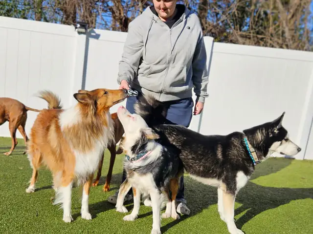 One Lucky Pup team member supervising dogs during outdoor group play at the Charlotte location