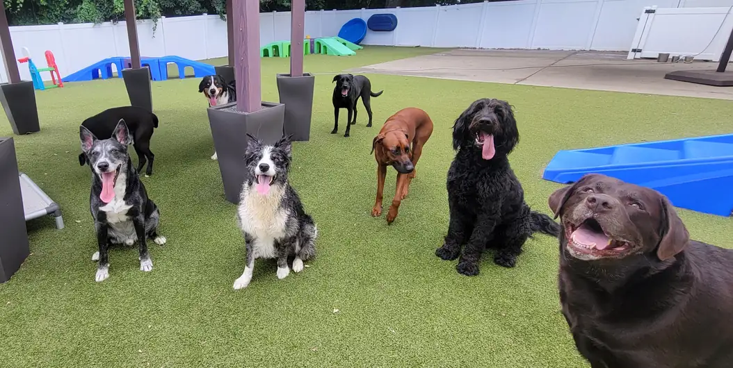 Group of dogs in an outdoor daycare play area at One Lucky Pup in Charlotte