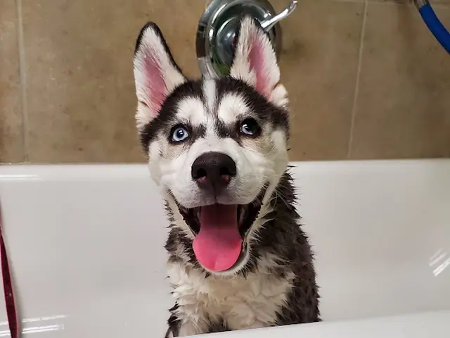 Wet husky sitting in a grooming tub at One Lucky Pup