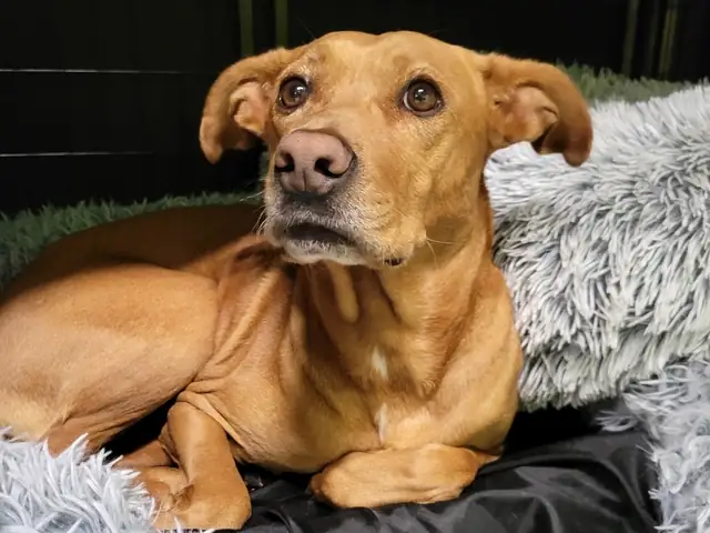 Dog resting on soft bedding during an overnight stay at One Lucky Pup
