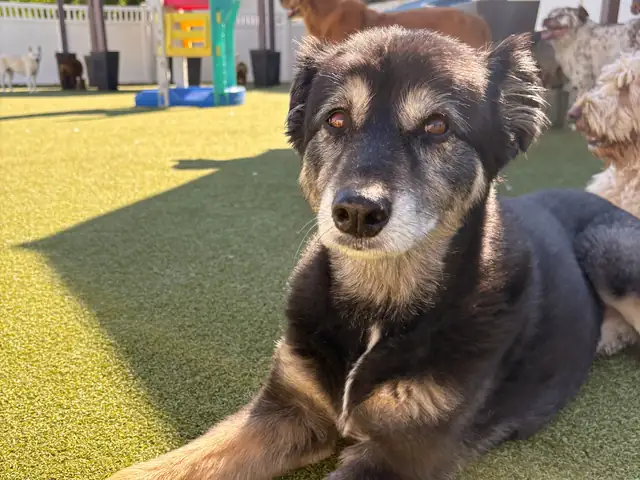 Dog relaxing in the outdoor play yard at One Lucky Pup Northlake