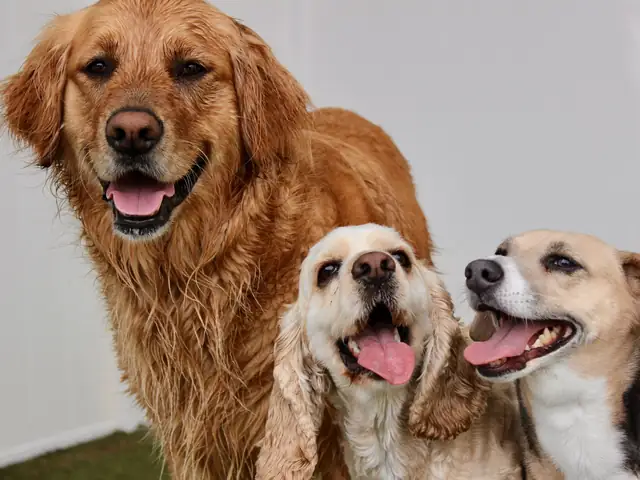 Three dogs together at One Lucky Pup Northlake
