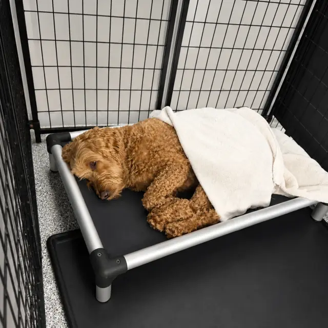 Dog resting under a blanket on a raised cot in a boarding enclosure at One Lucky Pup