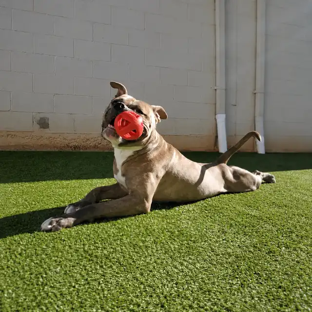Dog focused on a toy during training and play