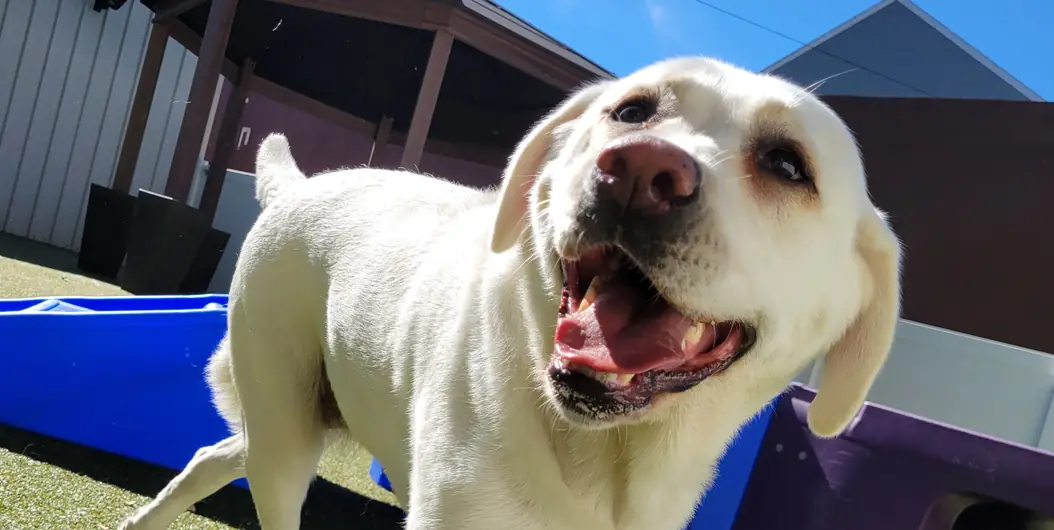 Happy dog standing in an outdoor play yard at One Lucky Pup in Charlotte