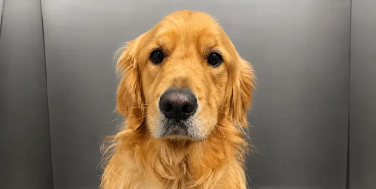Golden retriever during a grooming appointment at One Lucky Pup in Charlotte